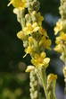 Echte Königskerze  (Verbascum )