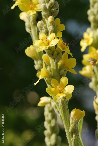 Foto: Echte Königskerze (Verbascum ) Echte Königskerze (Verbascum )