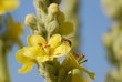 Echte Königskerze  (Verbascum )