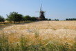Kornfeld an der Windmühle