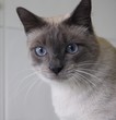 Siamese portrait
