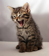 Adorable kitten 9
