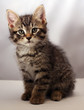 Adorable kitten 6