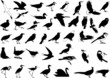 Oiseau