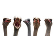 five ostrich heads