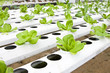 Hydroponic vegetable