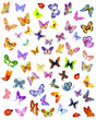 insects insects