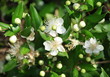 myrte ...floraison
