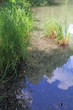 schilfgras, wasser, wolken