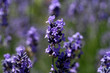 Foto: Lavendel Lavendel
