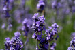 Foto: Lavendel Lavendel