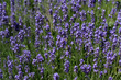 Foto: Lavendel Lavendel