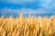 Golden wheat Golden wheat