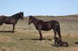Wild Mustangs of McCullough Peak