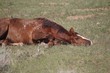 Wild Mustangs of McCullough Peak
