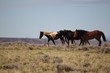 Wild Mustangs of McCullough Peak