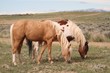 Wild Mustangs of McCullough Peak