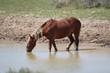 Wild Mustangs of McCullough Peak