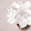 White Gardenia Blossom