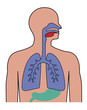 Innere Organe