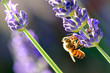 abeille et papillon