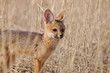 Kapfuchs in der Savanne