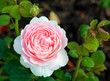 Rose variety "Queen of Sweden" Rose variety "Queen of Sweden"