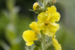 Königskerze - Verbascum