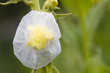 Königskerze - Verbascum