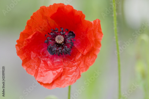 Foto: Klatschmohn - Papaver rhoeas Klatschmohn - Papaver rhoeas
