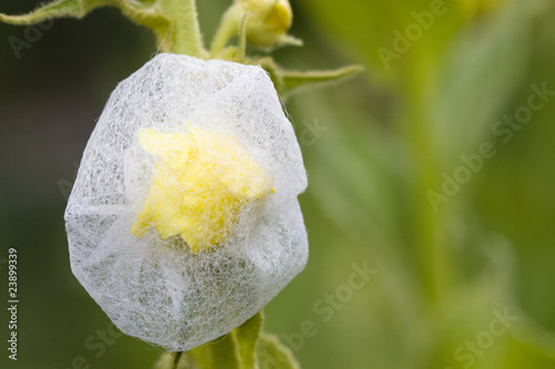 Foto: Königskerze - Verbascum Königskerze - Verbascum