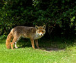 Old Blind Fox