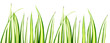 bordure de phalangère, plante araignée, fond blanc