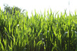 Cereal field close up