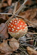 amanita