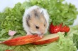 Hamsterjunges beim Fressen1 Hamsterjunges beim Fressen1