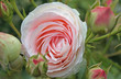 edenrose