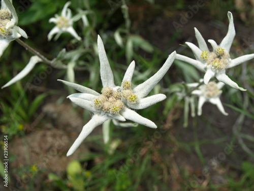 Foto: Edelweiss - Leontopodium alpinum Edelweiss - Leontopodium alpinum