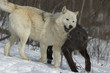Timber wolves Timber wolves