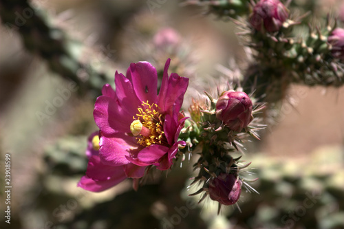 Photo: Single Staghorn Cholla Cactus Flower (Opuntia versicolor) Single Staghorn Cholla Cactus Flower (Opuntia versicolor)