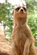 Erdmännchen mit besonders niedlichem Blick