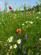 Blühendes Feld