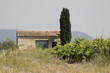 Maison dans les vignes