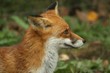 Fuchs Fuchs