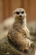 Erdmännchen Erdmännchen