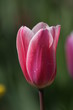 Tulpenblüte Tulpenblüte