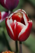 Tulpenblüte Tulpenblüte