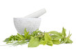 Different herbs and granite mortar, isolated