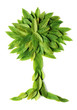 Leaves in the shape of a tree
