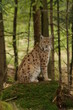 Luchs